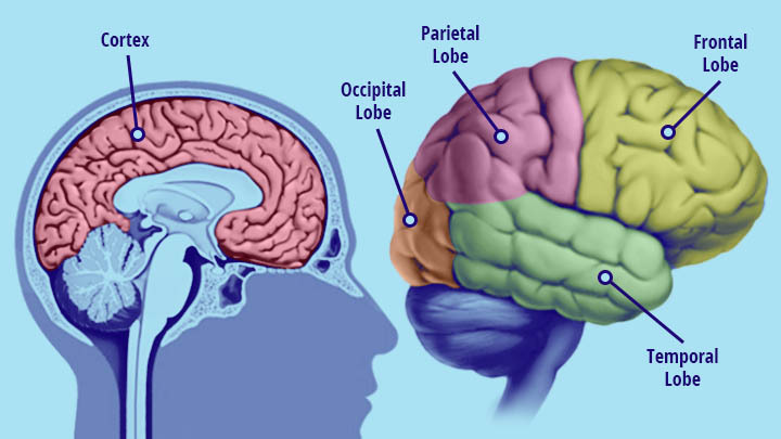 Q1 2020 Blog Learning Brain 1