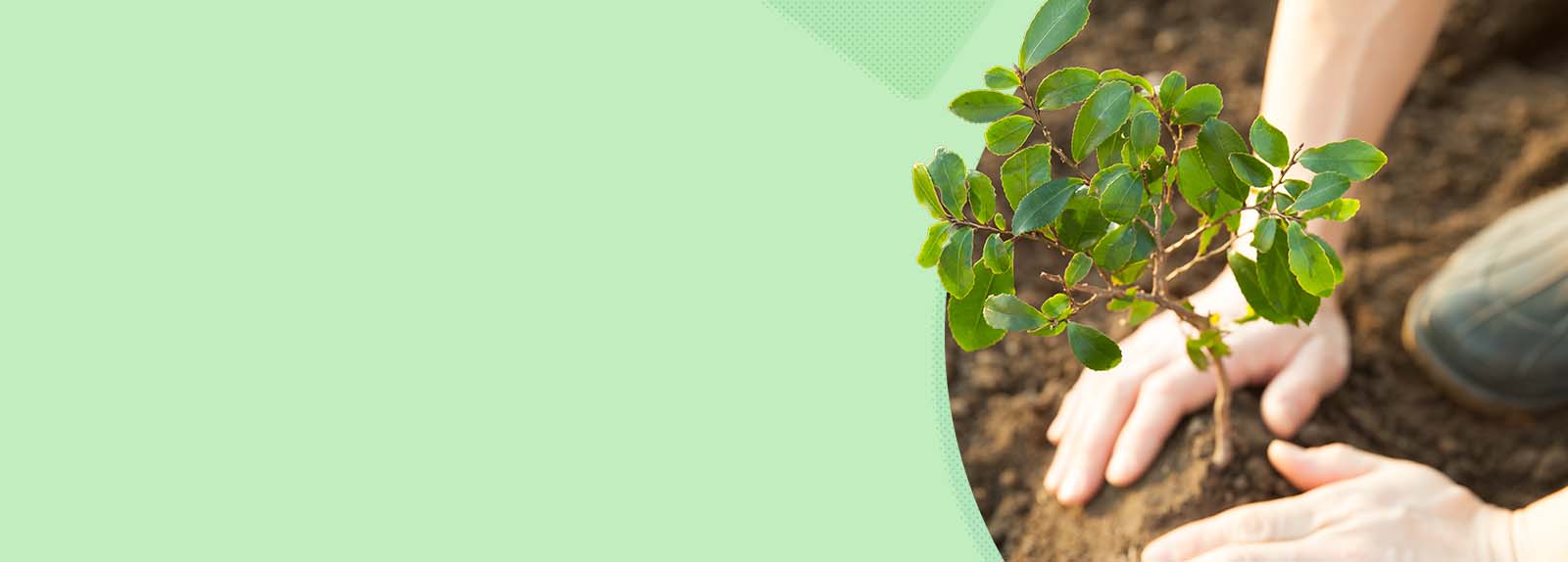 Someone planting in soil