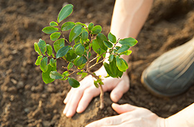 Someone planting in soil
