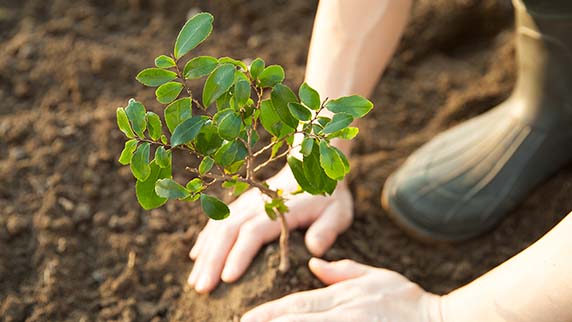 Someone planting in soil